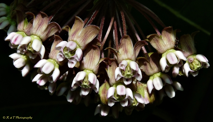 {Asclepias syriaca}